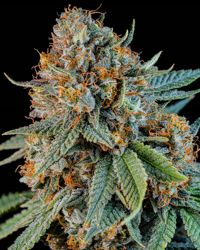 Packaged cannabis product studio photography