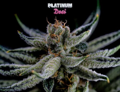 Growers Reserve Digital Media